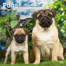 Pugs Calendar 2026 | Square 30cm x 30cm | 100% Plastic Free
