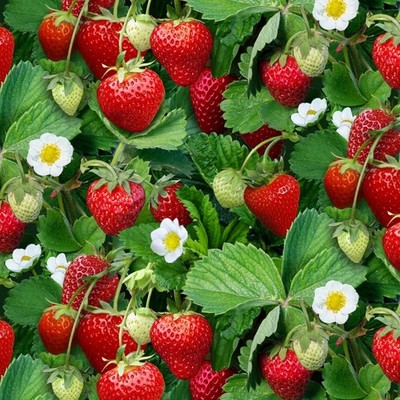 Berry Good Food Strawberry Plants 100% Cotton Fabric from by the Yard