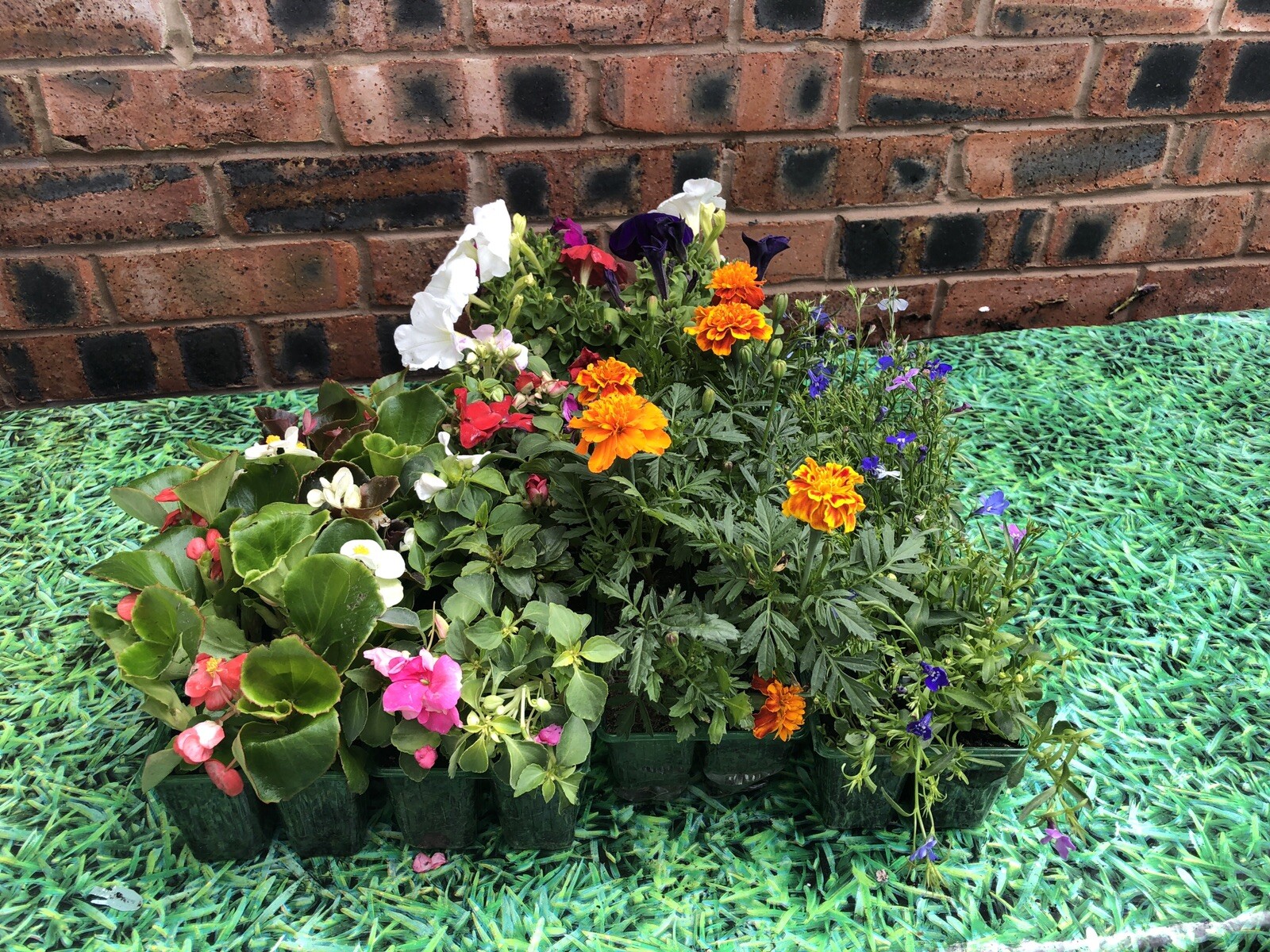 Bedding Plants, Hanging Baskets Delivered Liverpool eBay