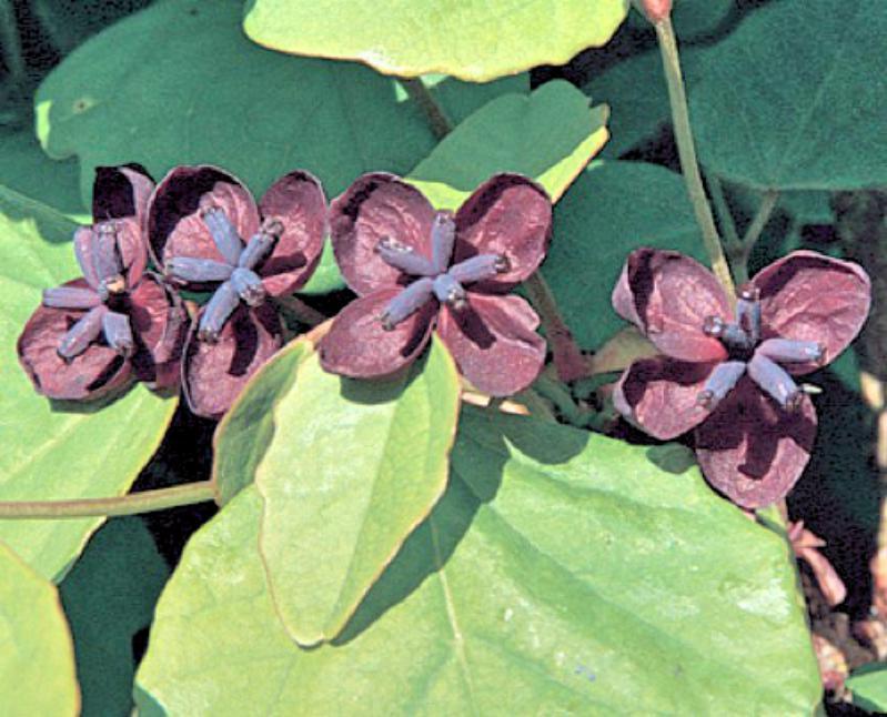 Akebia trifoliata Purple Chocolate Vine 10 seeds | eBay