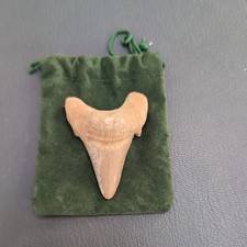 Fossil Shark Tooth 75 million years old (estimated)