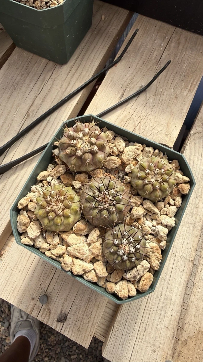 Cactus Copiapoa Cactis&Succulents for sale | eBay