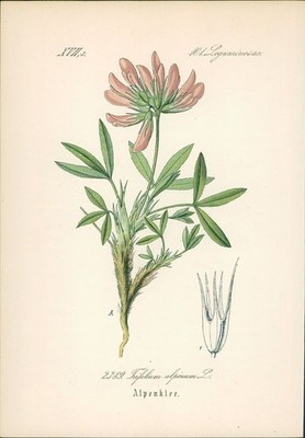 Chromolithographie : Alpenklee. Alpen-Klee. Westalpen-Klee. Trifolium alpinum L.