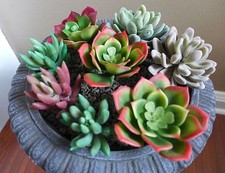 8 Artificial mini plants unkillable Succulents Grass Home Garden Decoration