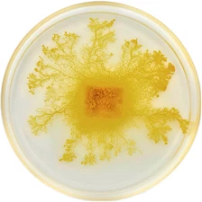 2x Physarum Polycephalum, Slime Mold, Blob, Slime Mushroom, High Quality