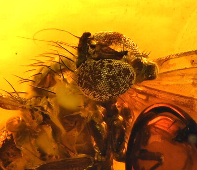 Amazing Eye Facets! Dolichopodidae (Fly), Fossil Inclusion in Baltic Amber