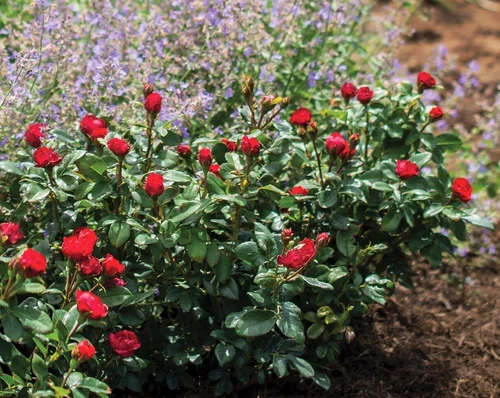 Petite Knock Out® Rose - Live Plant ( 1 QT )