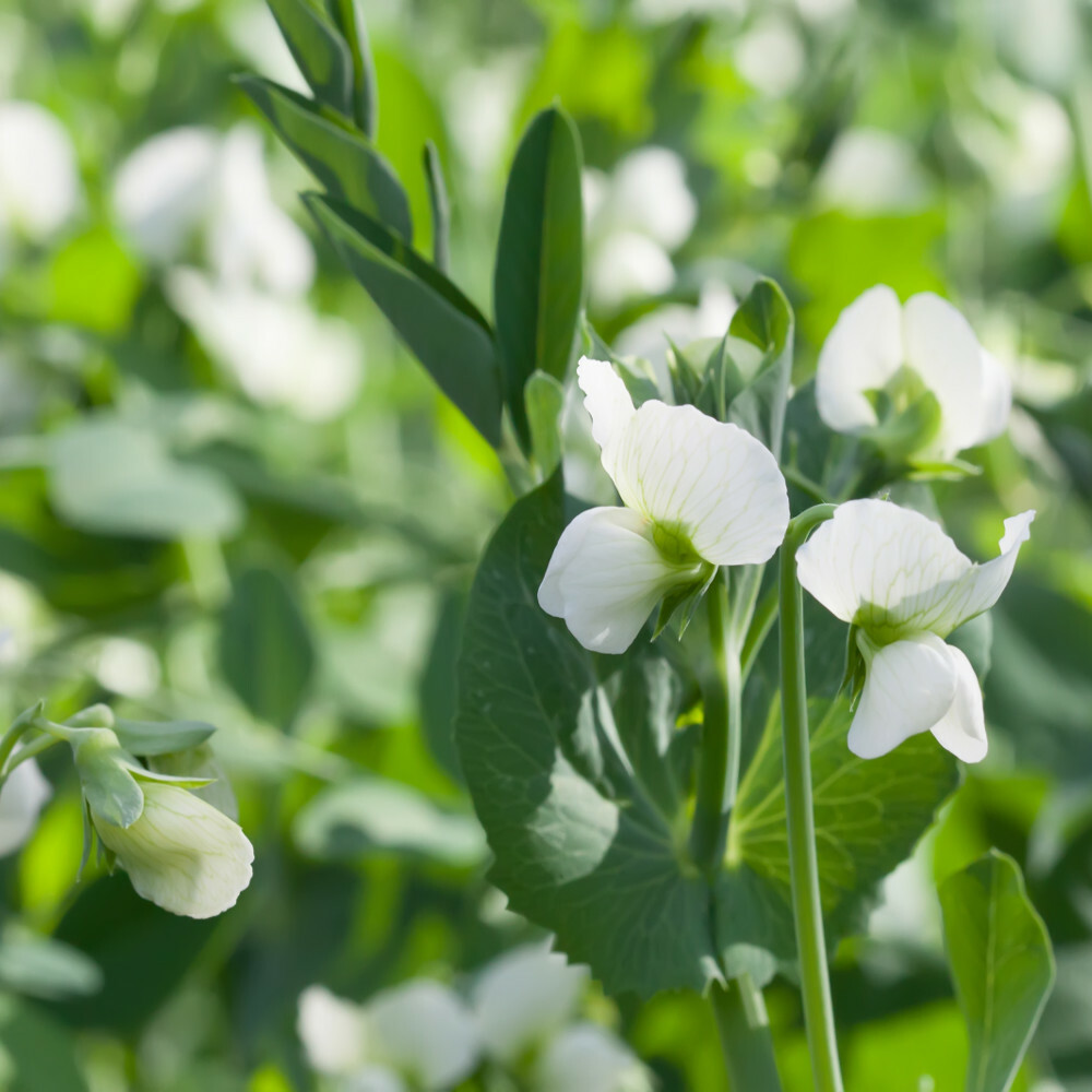 Fève d’été vicia faba 25 kg à haut rendement pour maraîchers