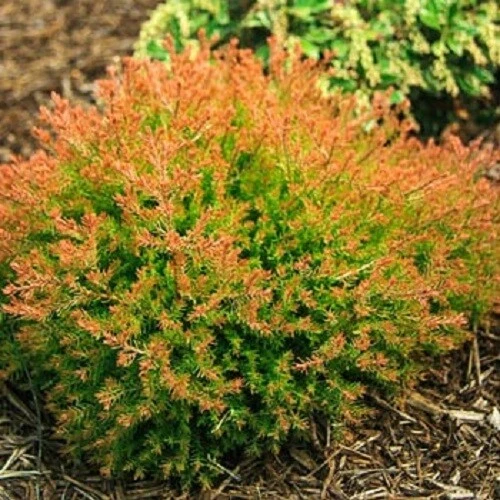 Thuja Full Sun Evergreen Shrubs, Bushes&Hedges for sale | eBay