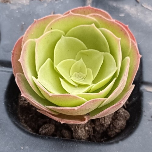 aeonium 🏵️cutting 5cm diameter 🏵️limited one buy Succulent - Picture 2 of 3