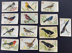 (13) Vintage Useful Birds of America Trade Cards 1900s Arm & Hammer Soda Lot