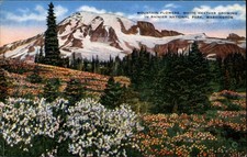 Mountain Flowers White Heather Growing Rainier National Park WA postcard e157
