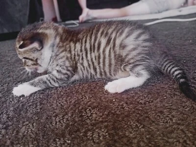 munchkin cat gumtree