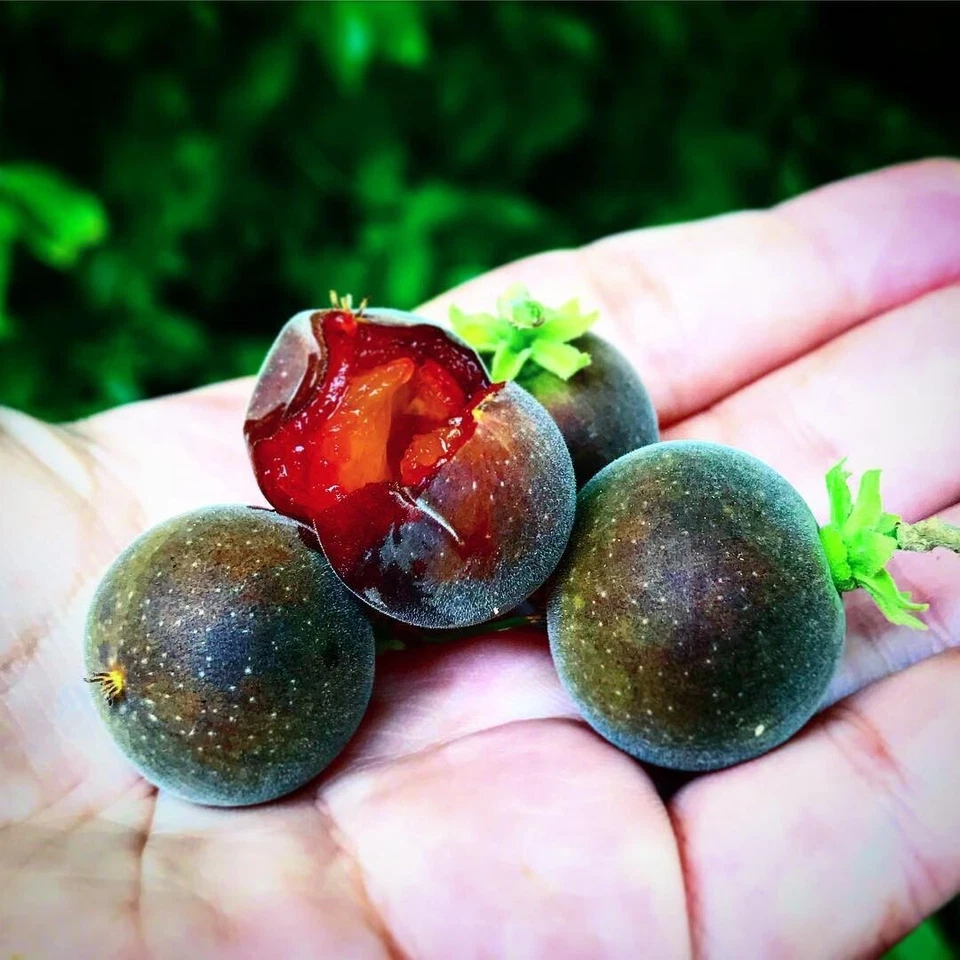 ~KEMTEMBILLA~ Dovyalis hebecarpa Tropical Apricot Ceylon 14-24+ in BIGGER Plants - Image 4 of 4