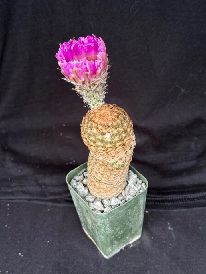 Echinocereus reichenbachii v. minor, cactus plant - Image 3 of 4