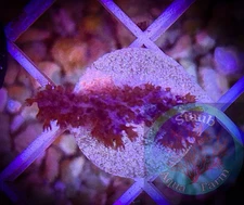 SAF~ “WYSIWYG” Purple Gorgonian Coral Frag, LPS, SPS, Soft Coral Colony
