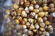 500 pcs Helicostyla Philippine Land snail  20 - 22  mm F+++   yellow stripe