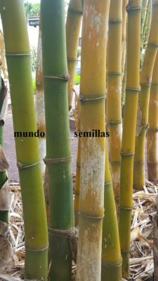 bambus basis Bamboo mat Basic Natural
