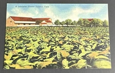 Postcard: Lancaster County Tobacco Field ~ Pennsylvania