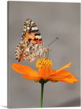 ARTCANVAS Orange Butterfly on Flower Closeup Canvas Art Print