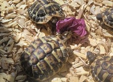 🌸50 FLEURS ROSE TREMIERE SECHEES 🐢CADEAU NATUREL POUR VOS TORTUES TERRESTRES