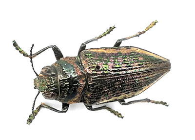 Buprestidae, Lampetis torquata, A1, 17 mm, Cuba, #BP29