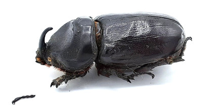 Dynastinae, Oryctes gnu, female, A1-, 58 mm, Sumatra, #DS342