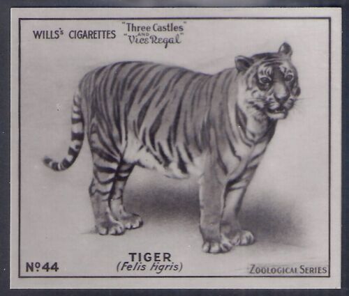 WILLS AUSTRALIAN-ZOOLOGICAL SERIES-#44- TIGER  - Photo 1 sur 2