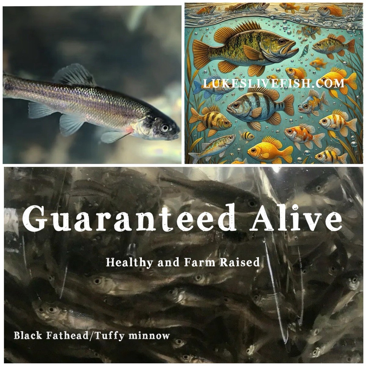 35+ Live Feeder Fish Black Tuffies/Fathead Minnow (UPS 2-Day 