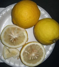 Citrus maxima x ichangensis ICHANG LEMON Tree SEEDS!