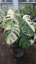 Real Picture Monstera White Tiger Variegated Big Size