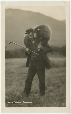 EIN LAKELAND DALESMAN, HÄHE, SCHAF - Cumberland Postkarte