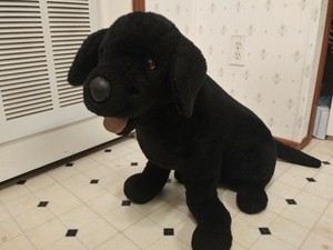 giant black lab
