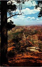 Large Pine Tree Grand Canyon National Park Postcard