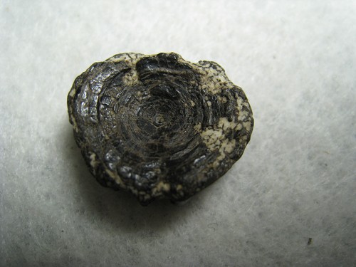 Fossil Fish Vertebrae Ancient Mineralized Bone Stone From Kansas USA 3.3 Grams - Picture 11 of 17