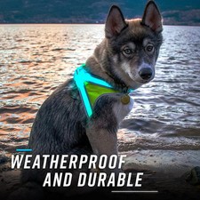 LED Light-Up Dog Harness   USB Rechargeable Reflective Adjustable Safety Vest