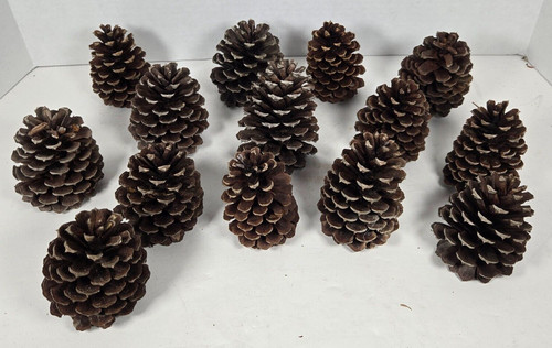 14 LARGE fresh Pine Cones roughly 4 inches in size perfect for crafts