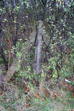 Photo 6x4 Concrete braced fence post , Moreton Road Aston Upthorpe Possib c2011
