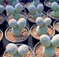 1pcs ---Tephrocactus geometricus/Ariocarpus
