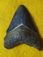 1.75" Megalodon Shark Tooth Fossil Bone Valley Formation Florida 