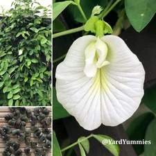 White Butterfly Pea Seeds- 15 SEEDS Clitoria Ternatea Asian Pigeonwings Tropical