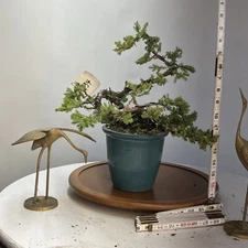 Japanese Garden Juniper Cascade Bonsai In Glazed Bonsai  Container 10”Top Of Pot