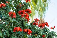 Spathodea campanulata 20 Seeds, African Tulip Tree, Exotic Orange Blooms