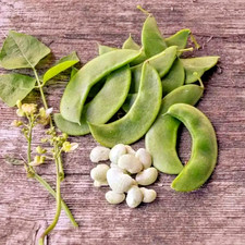 50+ Semillas de frijol jacinto blanco (Lablablab purpureus) para plantar