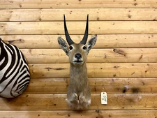 Shoulder Mount African Reedbuck Antelope Impala Real Horn Kudu Taxidermy IMP15