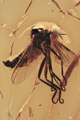Great DAGGER FLY Empididae RHAMPHOMYIA Fossil BALTIC AMBER + HQ Pic 220425-22