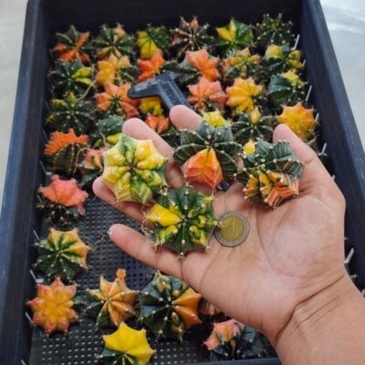 Random box of 5 plants, size 2.5-3.5 cm. variegated Gymnocalycium