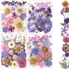 80Pcs Pressed Flowers, Dried Flowers Natural Multi Color-11