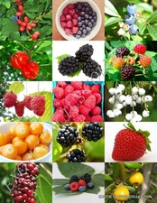 BERRIES MIX, rare wild BERRY exotic edible fruit jam jelly sweet seed 15 seeds