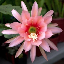 1 Agatha Epiphyllum Orchid Cactus Cutting 8-10 inches long